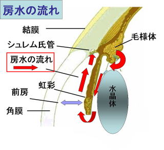 房水の流れ